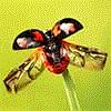 Avatar du membre