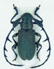 Avatar du membre