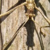 Avatar du membre