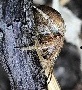 Avatar du membre