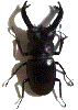 Avatar du membre