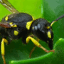 Avatar du membre