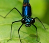 Avatar du membre